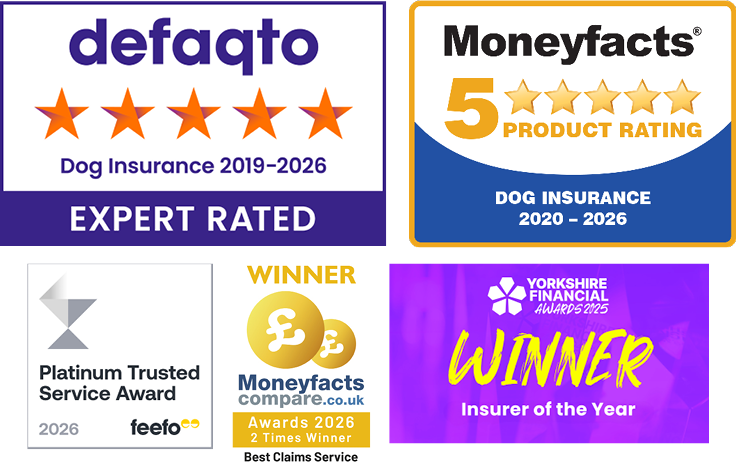 Best Pet Insurance Older Dogs: Ultimate Coverage Guide
