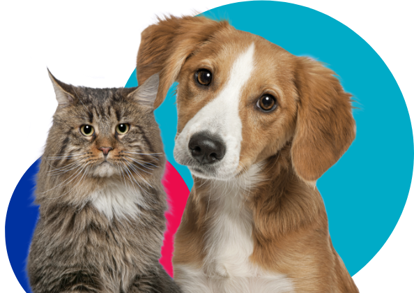 Young cat and dog looking at the camera with 10% multipet discount