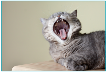 Cat Insurance