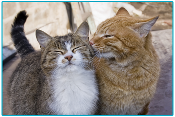 Cat Insurance