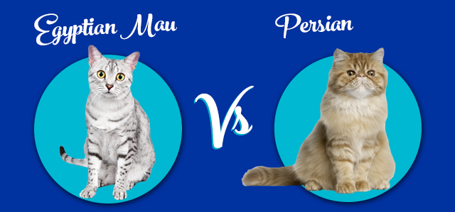 Cat Insurance