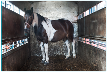 Horse Insurance