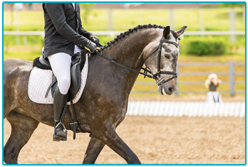 Horse Insurance