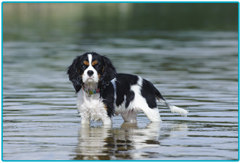 Dog Insurance