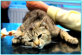 Cat Insurance