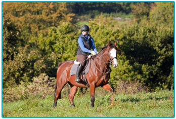Horse Insurance