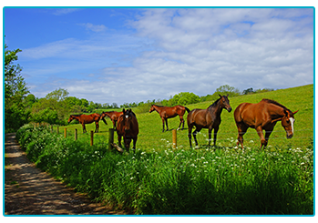 Horse Insurance