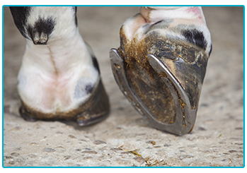 Horse Insurance