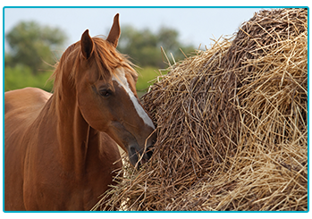 Horse Insurance