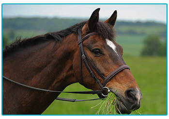 Horse Insurance