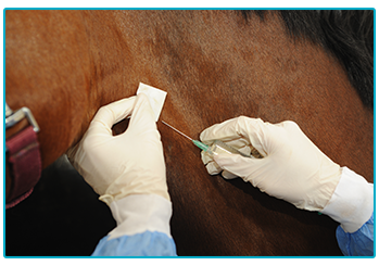 Horse Insurance