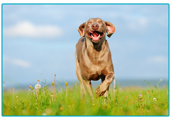 Pet Insurance
