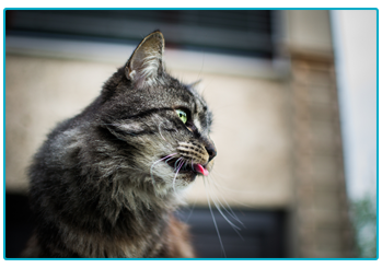 Pet Insurance