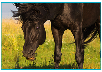 Horse Insurance