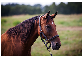 Horse Insurance