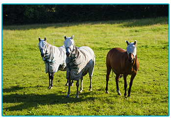Horse Insurance