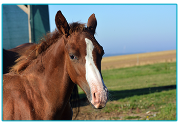 Horse Insurance