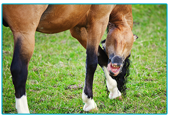 Horse Insurance