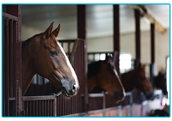 Horse Insurance