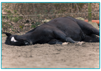 Horse Insurance