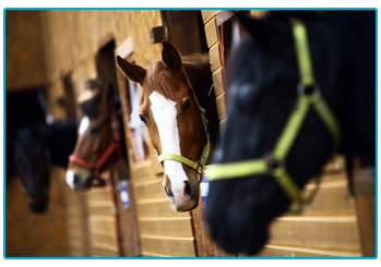 Horse Insurance
