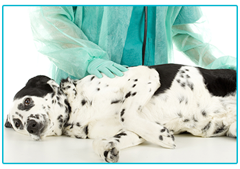 Dog Insurance