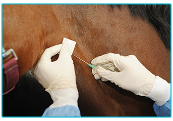 Horse Insurance