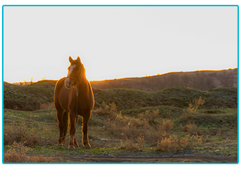 Horse Insurance