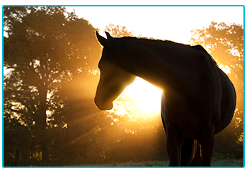 Horse Insurance