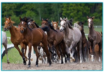 Horse Insurance