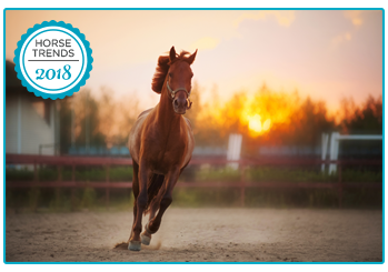 Horse Insurance