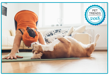 Pet Insurance