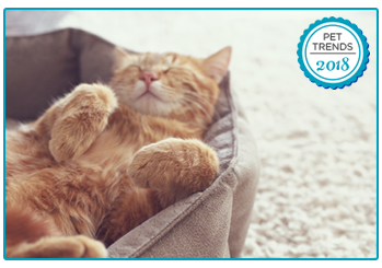 Pet Insurance