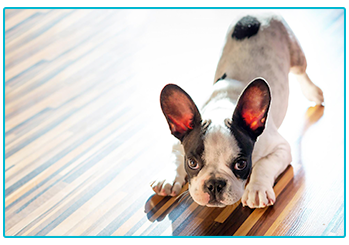 Dog Insurance