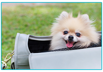 Dog Insurance
