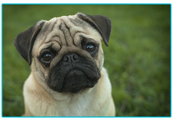 Dog Insurance