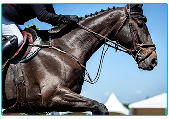 Horse Insurance