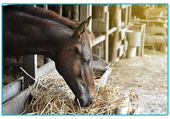 Horse Insurance