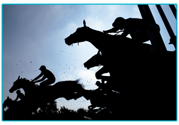 Horse Insurance