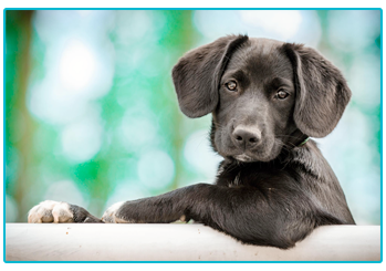 Dog Insurance