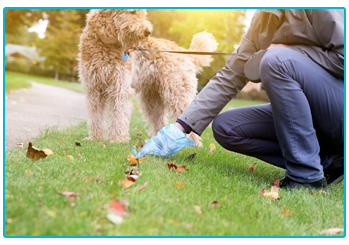 Dog Insurance