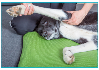 Pet Insurance