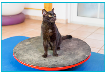 Pet Insurance