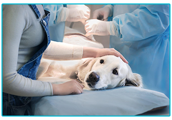 Pet Insurance