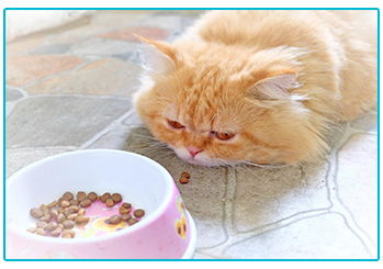 Pet Insurance