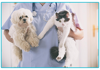 Pet Insurance