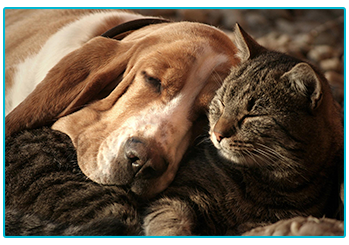 Pet Insurance