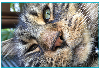 Pet Insurance