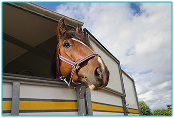Horse Insurance