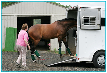 Horse Insurance